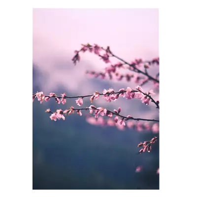 Фото на холсте сирень, размера 50x70