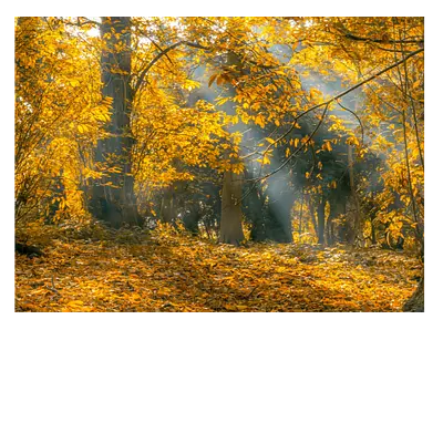 Фото на холсте «осенний лес», размер 40*30 см.