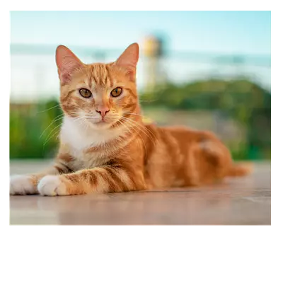 Фото на холсте рыжий кот, размера 60x50