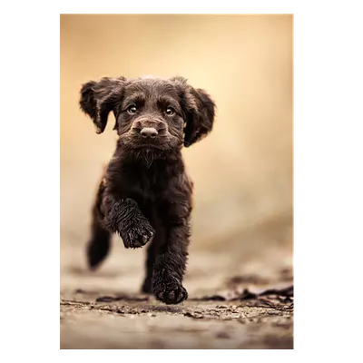 Фото на холсте бегущая по тропинке собака, размера 50x70