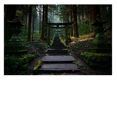 Фото на холсте лестница в лесу, размера 120x80