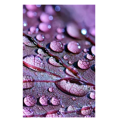 Фото на холсте капли на листе, размера 40x60