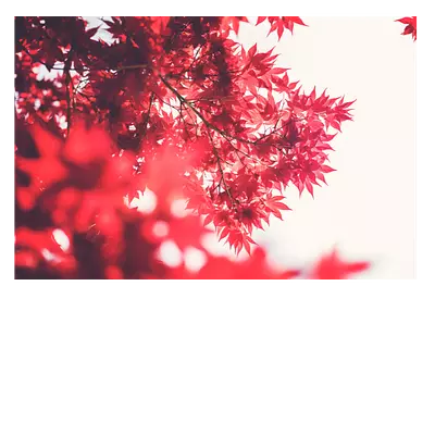 Фото на холсте красные листья, размера 120x80