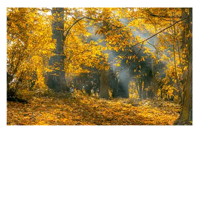 Картина на холсте осенний лес 45 x 30 см.