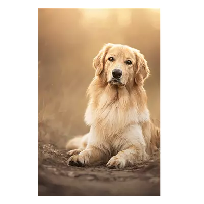 Фото на холсте собака на тропинке, размера 50x75