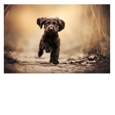 Фото на холсте бегущая по тропинке собака, размера 90x60
