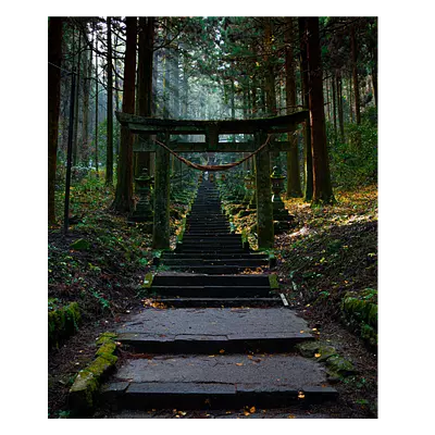 Фото на холсте лестница в лесу, размера 50x60
