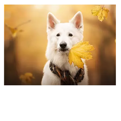 Фото на холсте - это новый продукт для тех, кто хочет украсить свой интерьер замечательной картиной с фотографией. на изображении на холсте изображена собака с желтым листом. размер данной картины 40×30 см. вам останется только повесить ее на стену и на