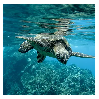 Фото на холсте черепаха, размера 80x80