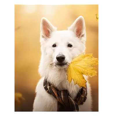 Фото на холсте собака с жёлтым листом, размера 40x50