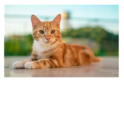 **фото на холсте рыжий кот, 45х30 см**