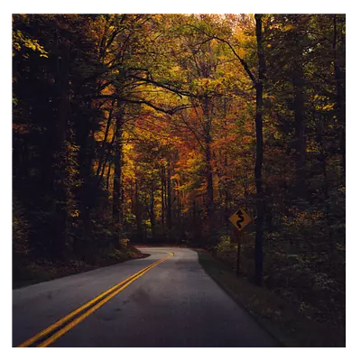 Фото на холсте дорога в лесу, размера 40x40