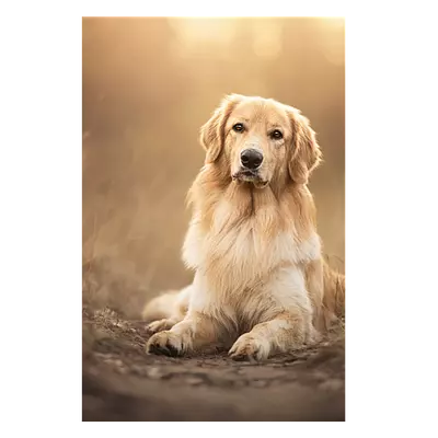 Фото на холсте собака на тропинке, размера 60x90