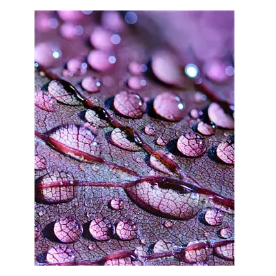 Фото на холсте капли на листе, размера 40x50