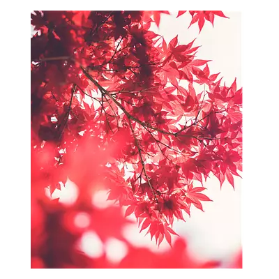 Фото на холсте красные листья, размера 50x60