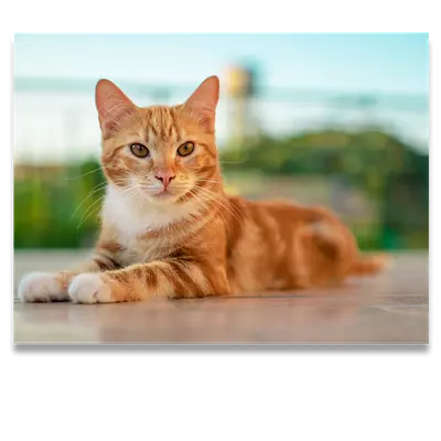 Фото на холсте рыжий кот, размера 80x60