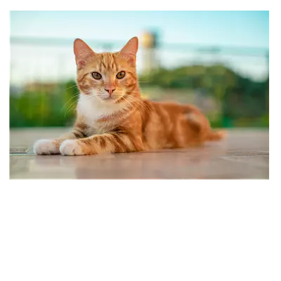 Фото на холсте рыжий кот, размера 90x60