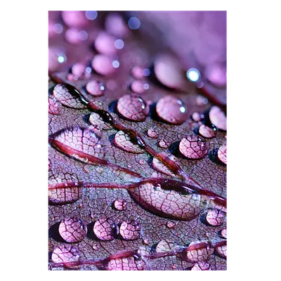 Фото на холсте капли на листе, размера 70x100