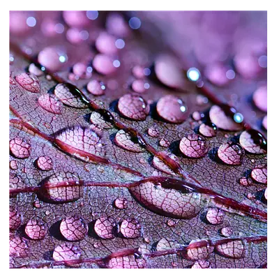 Фото на холсте капли на листе, размера 100x100