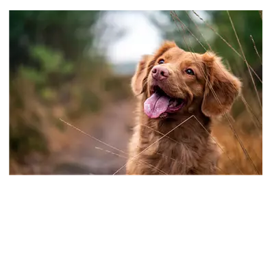 Фото на холсте собака, размера 90x60