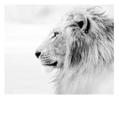 Фото на холсте лев в светлых тонах, размера 60x50
