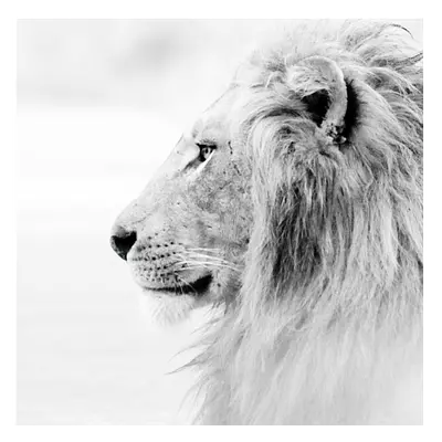Фото на холсте лев в светлых тонах, размера 50x50