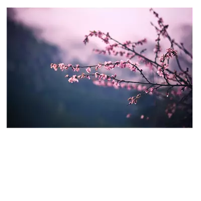 Фото на холсте сирень, размера 75x50