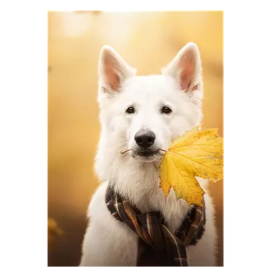 Фото на холсте собака с жёлтым листом, размера 70x100