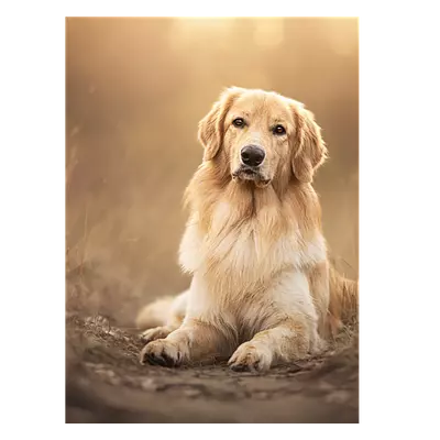 Фото на холсте собака на тропинке, размера 30x40