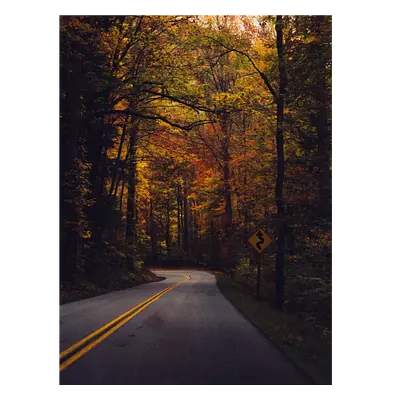 Фото на холсте дорога в лесу, размера 60x80