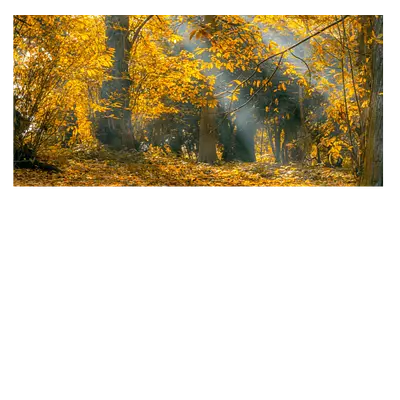Фото на холсте осенний лес, размера 60x30