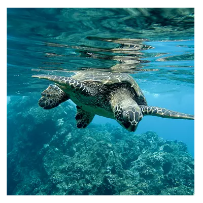 Фото на холсте черепаха, размера 100x100