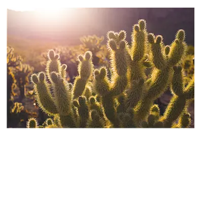 Фото на холсте кактусы, размера 60x40