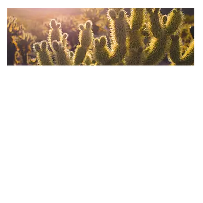 Фото на холсте кактусы, размера 120x40