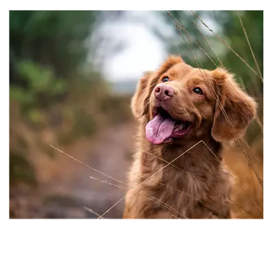 Фото на холсте собака, размера 60x50