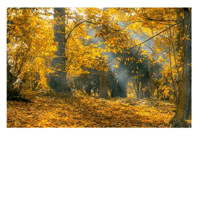Фото на холсте осенний лес, размера 90x60