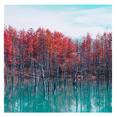 Фото на холсте деревья в воде, размера 80x80