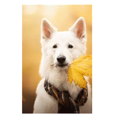 Фото на холсте собака с жёлтым листом, размера 40x60