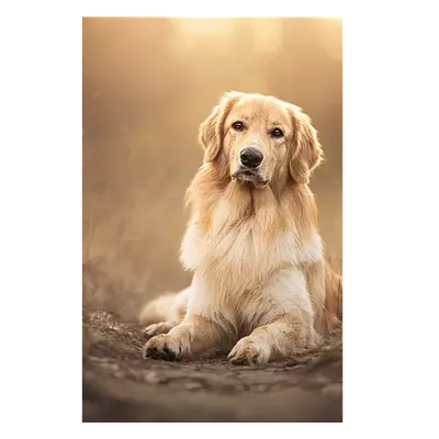 Фото на холсте собака на тропинке, размера 40x60