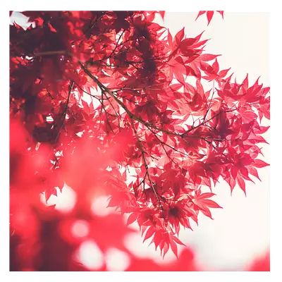 Фото на холсте красные листья, размера 30x30