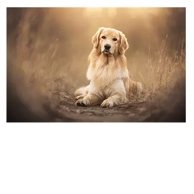Фото на холсте собака на тропинке, размера 60x40