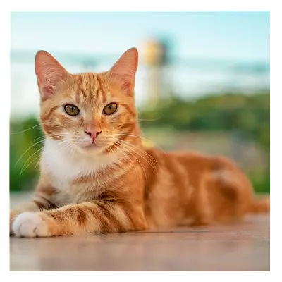 Фото на холсте рыжий кот, размера 40x40