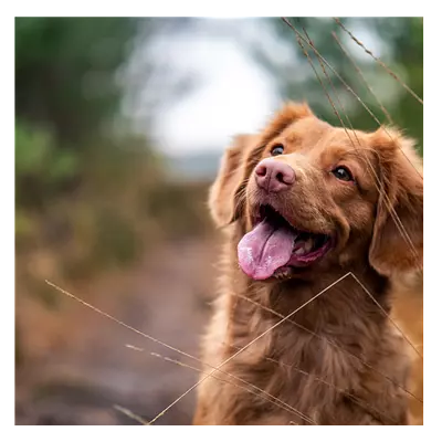 Фото на холсте собака, размера 40x40