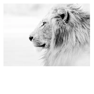 Фото на холсте «лев в светлых тонах», 40х30 см.