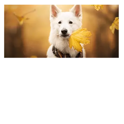 Фото на холсте собака с жёлтым листом, размера 60x30