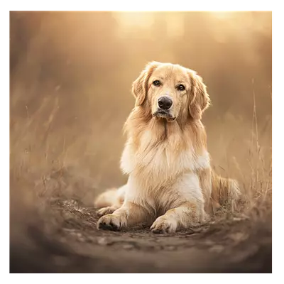 Фото на холсте собака на тропинке, размера 100x100