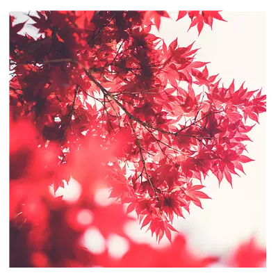Фото на холсте красные листья, размера 100x100