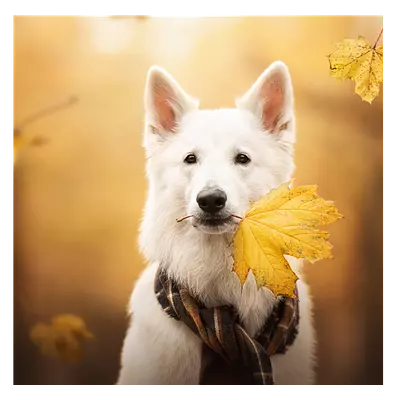 Фото на холсте собака с жёлтым листом, размера 100x100