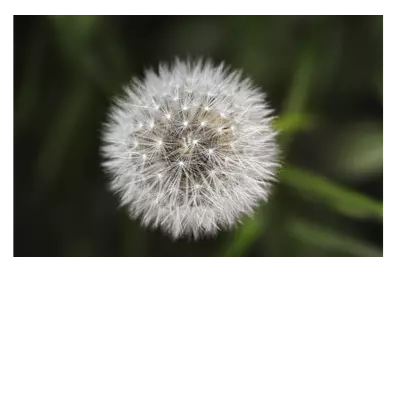 Фото на холсте одуванчик, размера 120x80