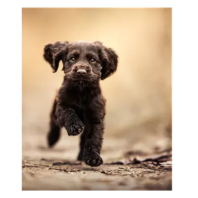 Фото на холсте бегущая по тропинке собака, размера 50x60